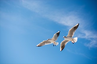 Pair of seagulls are flying in sky over the sea waters
