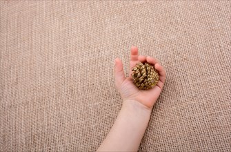 Hand holding pine cones on a canvas background