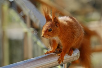 Eurasian red squirrel