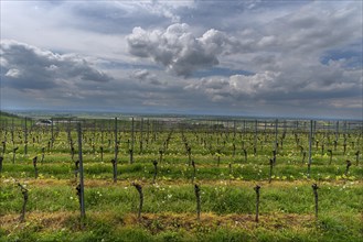 Winegrowing in Breisgau