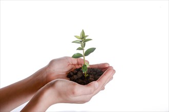Green tree seedling in handful soil in hand on an isolated background