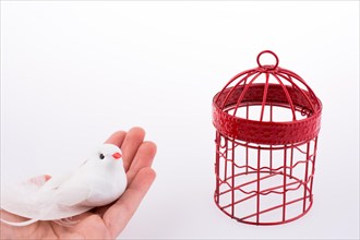 Bird near a red birdcage