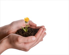 Yellow flower in handful soil in hand on an isolated background