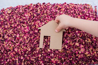 Hand holding Paper house on dry rose petals