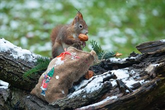 Squirrel with nut in mouth standing on tree trunk with jute bag with picture of Father Christmas in snow