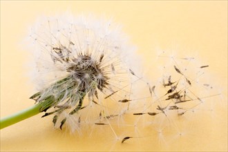 White Dandelion flower blown on yellow background