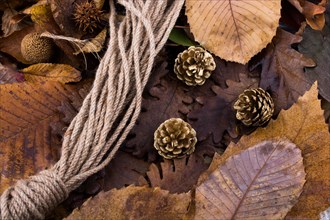 Pine cones and a rope placed on a background covered with dry leaves