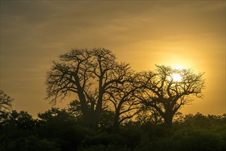 Baobab tree in the evening light