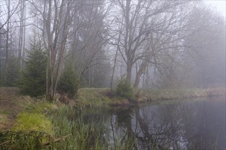 Fog at the Marien Pond