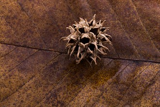 Brown color pod capsule on a dry leaf as an autumn background