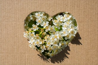 Flowers seen through heart shape cut out of cardboard