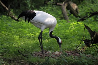 Red-crowned crane
