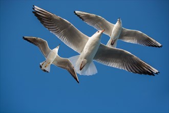 Pair of seagulls flying in blue a sky background