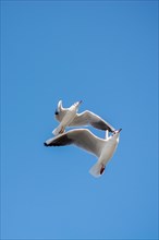 Pair of seagulls flying in the sky background