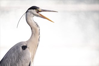 Grey heron