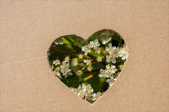 Flowers seen through heart shape cut out of cardboard