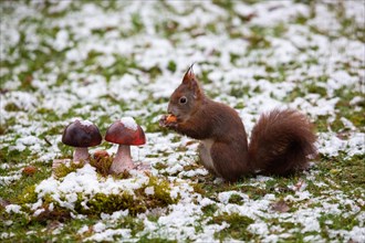 Squirrel holding nut in hands standing next to two mushrooms in green grass with snow
