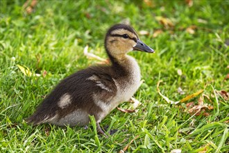 Mallard