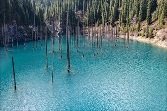 Aerial of the Kaindy lake with its dead trees