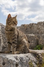 Cat in the ruins of Ephesus