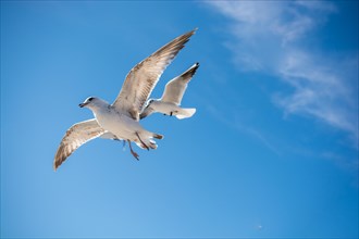 Pair of seagulls are flying in sky over the sea waters