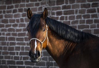 Portrait of a beautiful bay warmblood horse in front of a stonewall at golden hour. Sunspots on head and neck