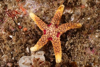 Orange-spotted starfish