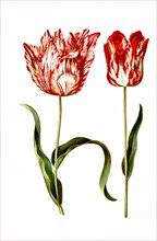 Garden tulip