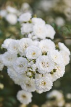 White hedge roses