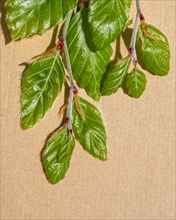 Green leaves placed on brown paper