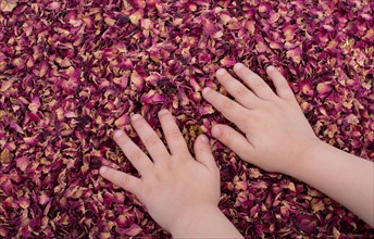 Dried rose petals as herbal tea is under hand