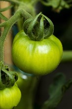 Green unripe tomato
