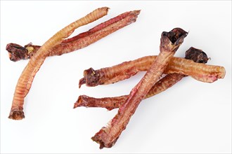 Top view of natural dried treats for dogs. Dried trachea for rewarding dogs isolated on white background