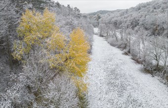 Aerial view of yellow deciduous tree in snowy landscape near St.Veit