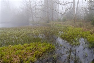 Landscape in the fog at Marienteich