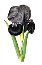 Iris susiana