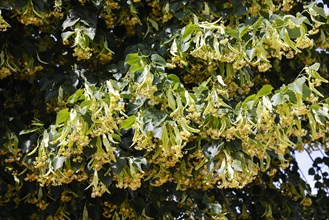 Flowering linden trees