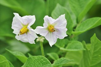 Flowering of the potato plant