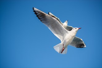 Pair of seagulls flying in blue a sky background