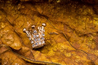 Little model crown placed on a dry leaf