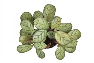 Top view of tropical 'Ctenanthe Burle Marxii Amagris' houseplant with dark green vein pattern isolated on white background