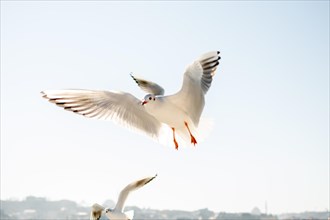 Pair of seagulls flying in the sky background