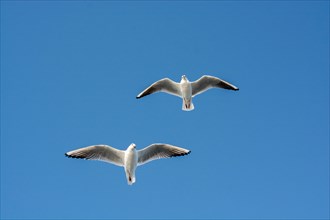 Pair of seagulls flying in the sky background