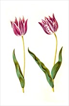 Garden tulip