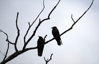 Two crows on bare branches