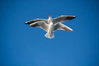 Pair of seagulls flying in blue a sky background