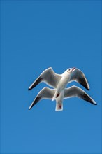 Pair of seagulls flying in the sky background