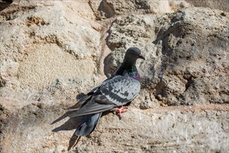 Single pigeon sitting on a rock background
