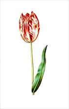 Garden tulip