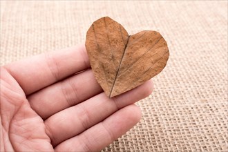 Heart shaped leaf in hand on canvas